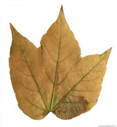 Leaves